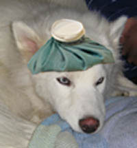 Close-up of beautiful white dog looking sick with a blue hot water bottle on his head