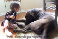 Black lab mix playing with little girl