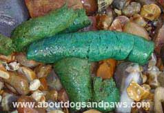 Turquoise colored stool from a dog that has ingested rat poison