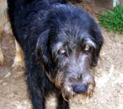 Close-up of very sad, haggard stray dog