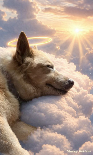 blonde dog sleeping in the clouds