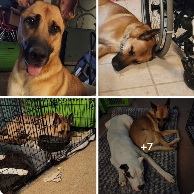 Adoptable dog at Praying for Paws